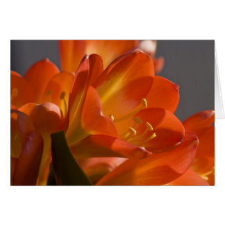 Oranje Struik Lily