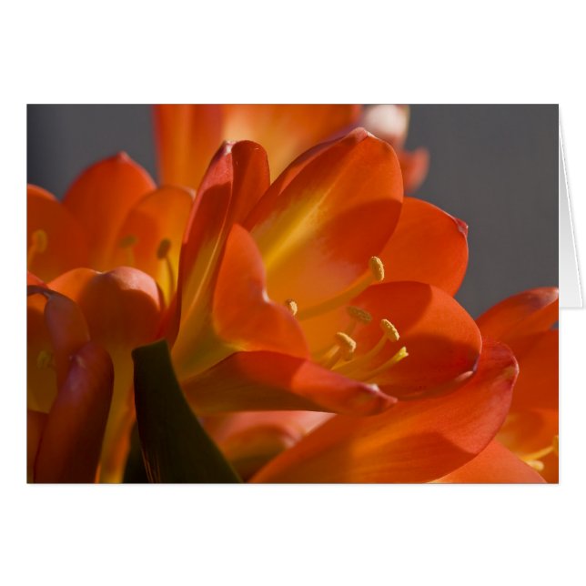 Oranje Struik Lily (Voorkant Horizontaal)