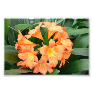 Oranje Struik Lily Flower of Natal Lily Foto Afdruk