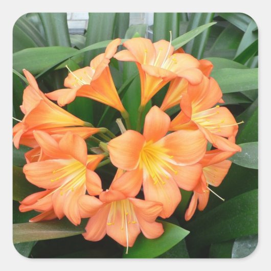 Oranje Struik Lily Flower of Natal Lily Vierkante Sticker (Voorkant)