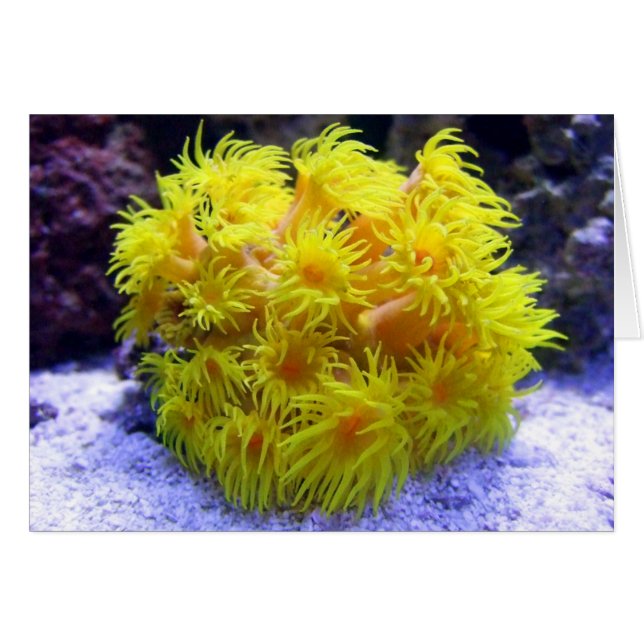 Oranje Sun Coral (Voorkant Horizontaal)