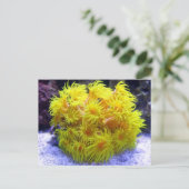 Oranje Sun Coral Briefkaart (Staand voorkant)