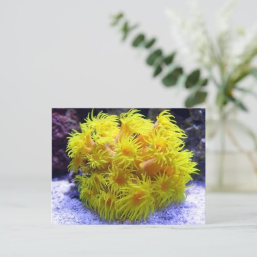 Oranje Sun Coral Briefkaart (Staand voorkant)