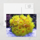 Oranje Sun Coral Briefkaart (Voorkant / Achterkant)