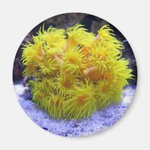 Oranje Sun Coral Magneet