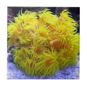 Oranje Sun Coral Tegeltje