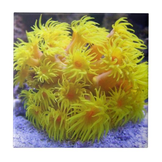 Oranje Sun Coral Tegeltje (Voorkant)