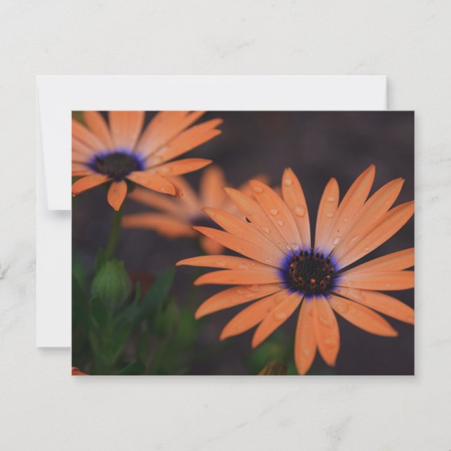 Oranje symfonie (Voorkant)