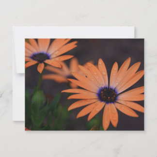Oranje symfonie