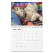Oranje Tabby Cat 2024 Kalender met POOLSE woorden (Mar 2026)