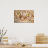 Oranje Tabby Cat Eyes Poster (Keuken)