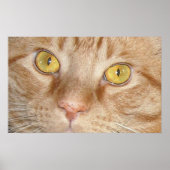 Oranje Tabby Cat Eyes Poster (Voorkant)