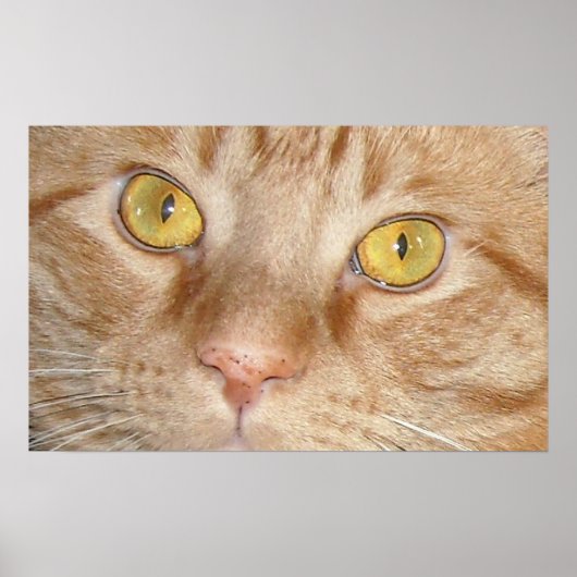 Oranje Tabby Cat Eyes Poster (Voorkant)