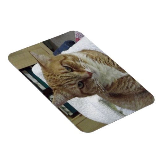 Oranje Tabby Cat Flexible Magnet Magneet (Rechterzijde)