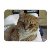 Oranje Tabby Cat Flexible Magnet Magneet (Horizontaal)