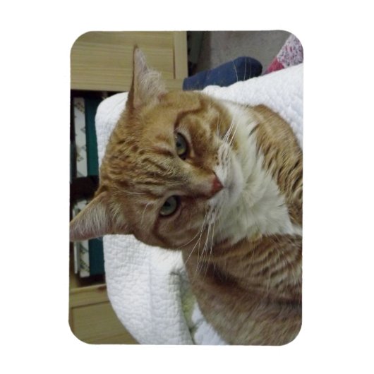 Oranje Tabby Cat Flexible Magnet Magneet (Verticaal)