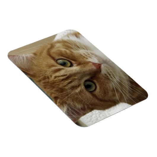 Oranje Tabby Cat Flexible Magnet Magneet (Rechterzijde)