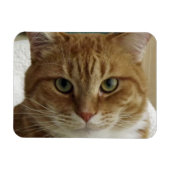 Oranje Tabby Cat Flexible Magnet Magneet (Horizontaal)