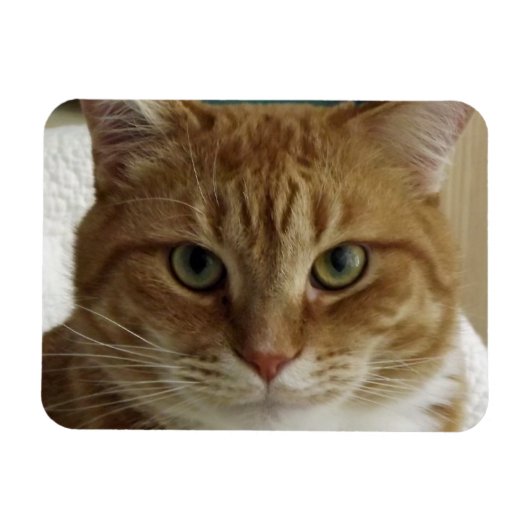 Oranje Tabby Cat Flexible Magnet Magneet (Horizontaal)