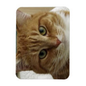 Oranje Tabby Cat Flexible Magnet Magneet (Verticaal)