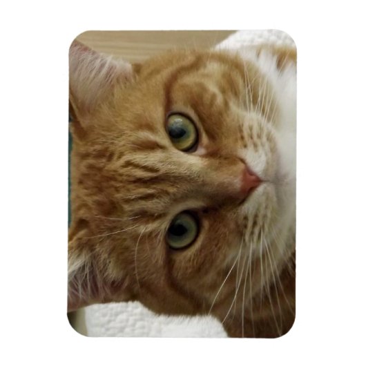 Oranje Tabby Cat Flexible Magnet Magneet (Verticaal)