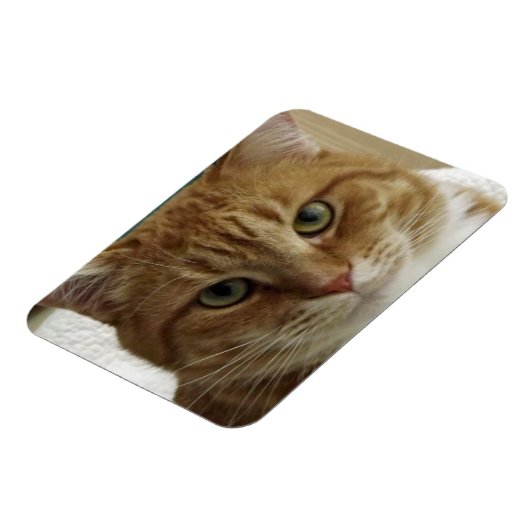 Oranje Tabby Cat Flexible Magnet Magneet (Linkerzijde)
