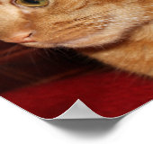 Oranje Tabby Cat Gezichtsprofiel Poster (Hoek)