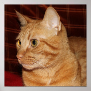 Oranje Tabby Cat Gezichtsprofiel Poster
