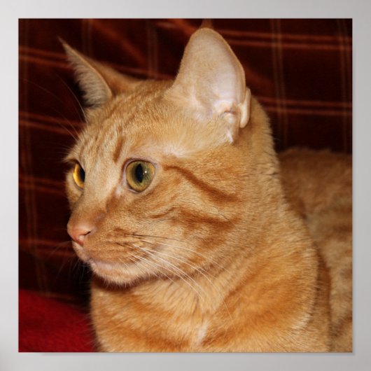 Oranje Tabby Cat Gezichtsprofiel Poster (Voorkant)