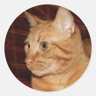 Oranje Tabby Cat Gezichtsprofiel Ronde Sticker