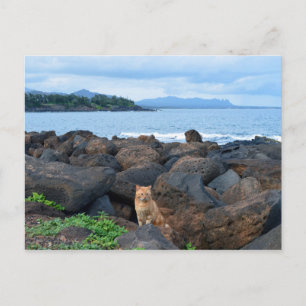 Oranje Tabby Cat, Kauai, Hawaii Briefkaart