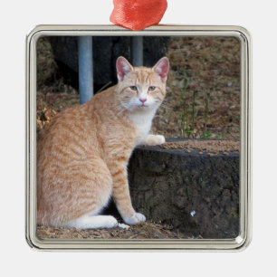 Oranje Tabby Cat Ornament
