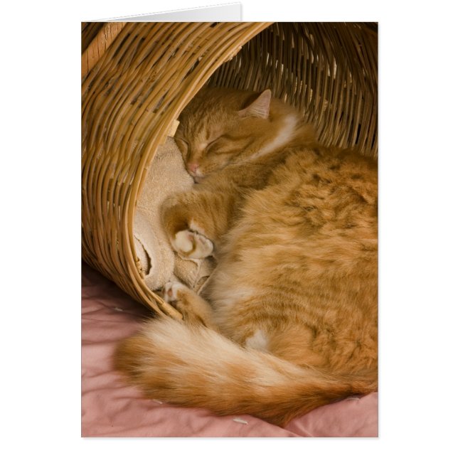 Oranje tabby die slaapt in de wasmand (Voorkant)