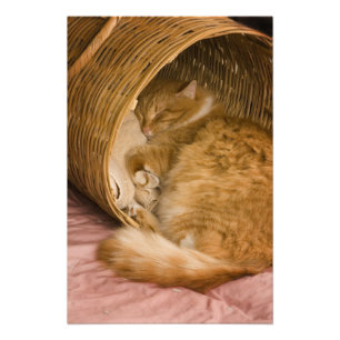 Oranje tabby die slaapt in de wasmand foto afdruk