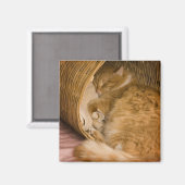 Oranje tabby die slaapt in de wasmand magneet (Voorkant / Achterkant)