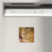 Oranje tabby die slaapt in de wasmand magneet (Insitu (Vaatwasser))