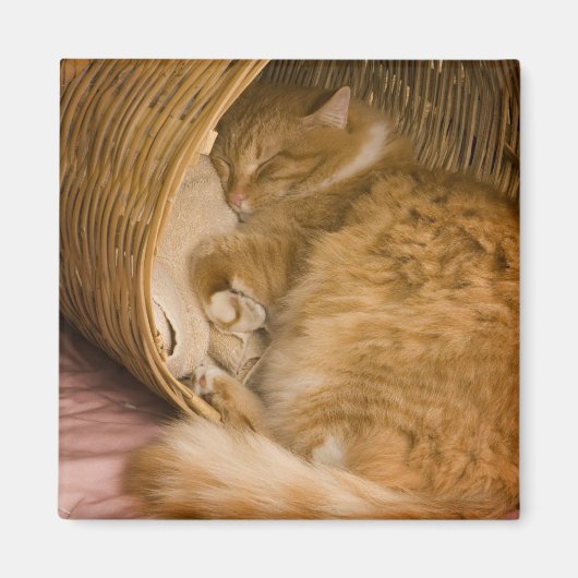 Oranje tabby die slaapt in de wasmand magneet (Voorkant)