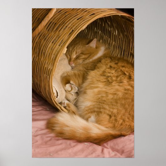 Oranje tabby die slaapt in de wasmand poster (Voorkant)