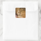 Oranje tabby die slaapt in de wasmand vierkante sticker (Tas)