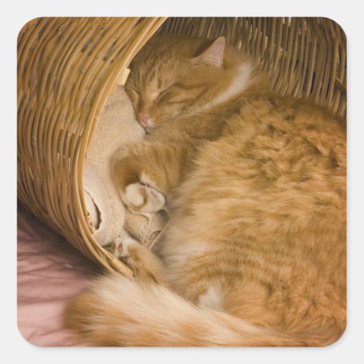 Oranje tabby die slaapt in de wasmand vierkante sticker (Voorkant)