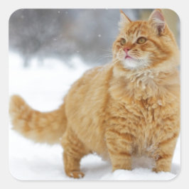 Oranje Tabby in de sneeuw Vierkante Sticker
