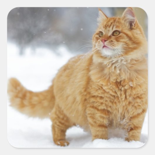 Oranje Tabby in de sneeuw Vierkante Sticker (Voorkant)