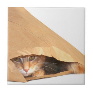 Oranje tabby in tas tegeltje