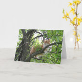 Oranje tabby kat in de boom kaart (Gele Bloem)