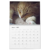 Oranje tabby kattenkalender met Bob Kalender (Mar 2027)