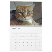 Oranje tabby kattenkalender met Bob Kalender (Jan 2027)