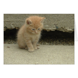 Oranje Tabby Kitten