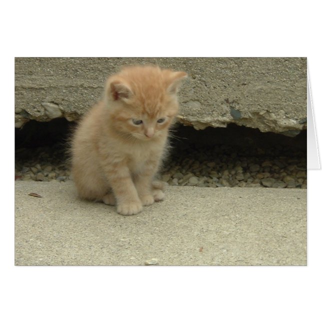 Oranje Tabby Kitten (Voorkant Horizontaal)