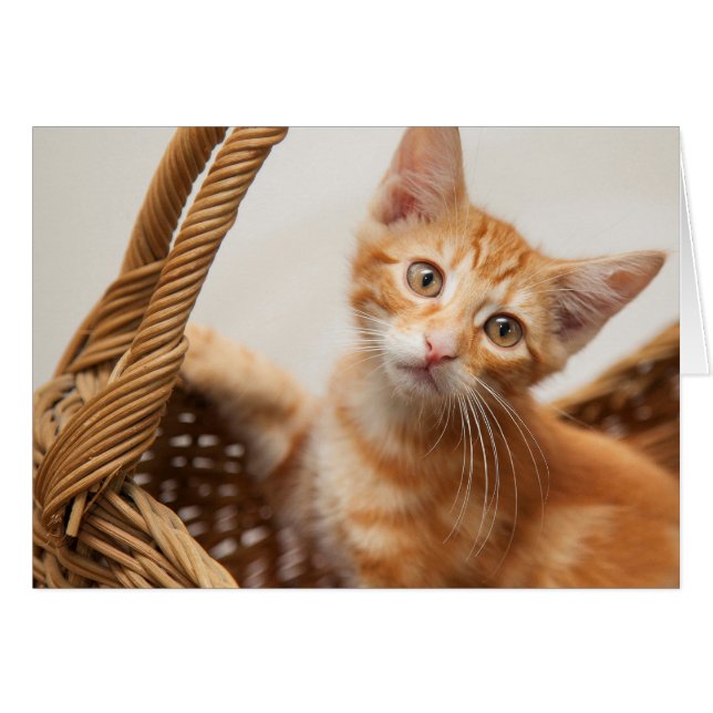 Oranje Tabby Kitten (Voorkant Horizontaal)