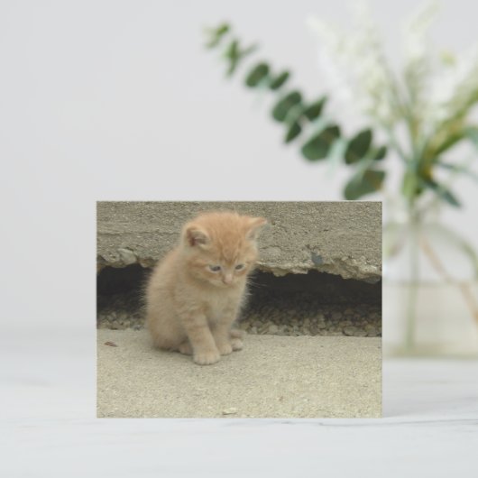 Oranje Tabby Kitten Briefkaart (Staand voorkant)